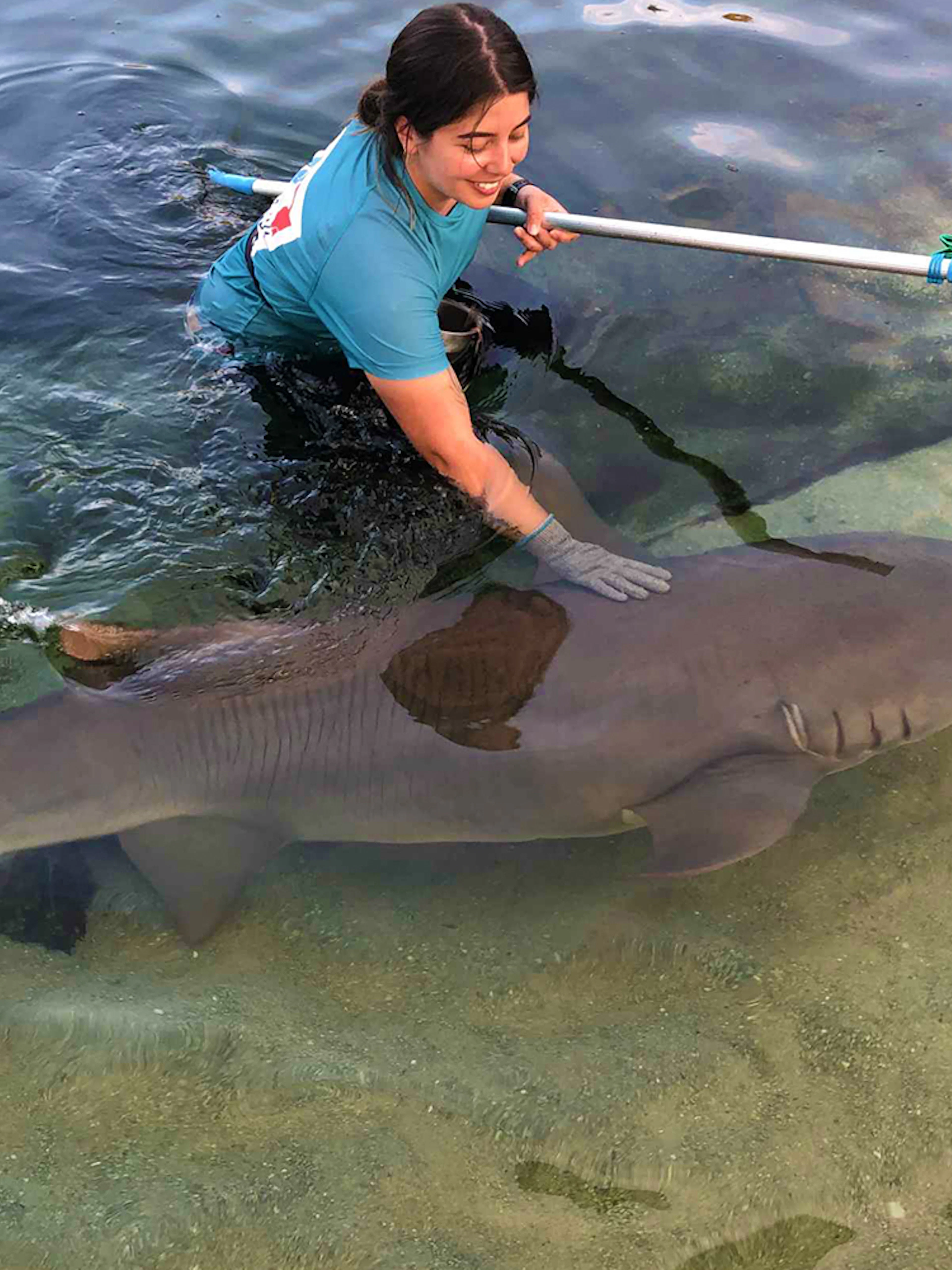 Person interacting with a tawny nurse shark in shallow water during Irukandji encounter.