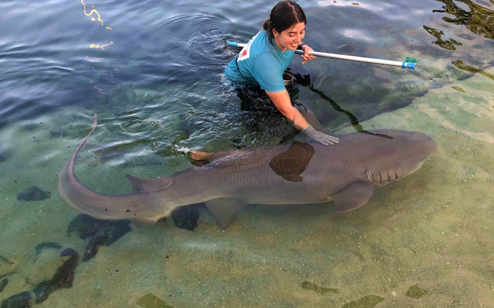 Person interacting with a tawny nurse shark in shallow water during Irukandji encounter.