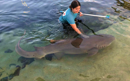 Irukandji Tawny Nurse Shark Encounter Tickets