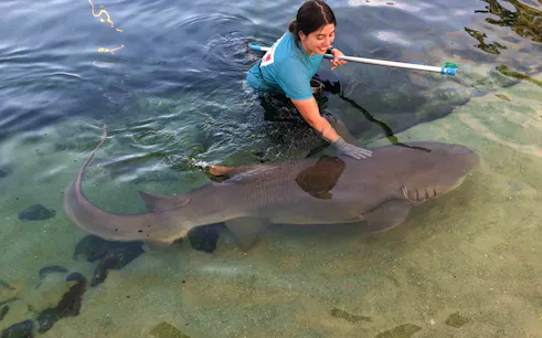 Person interacting with a tawny nurse shark in shallow water during Irukandji encounter.