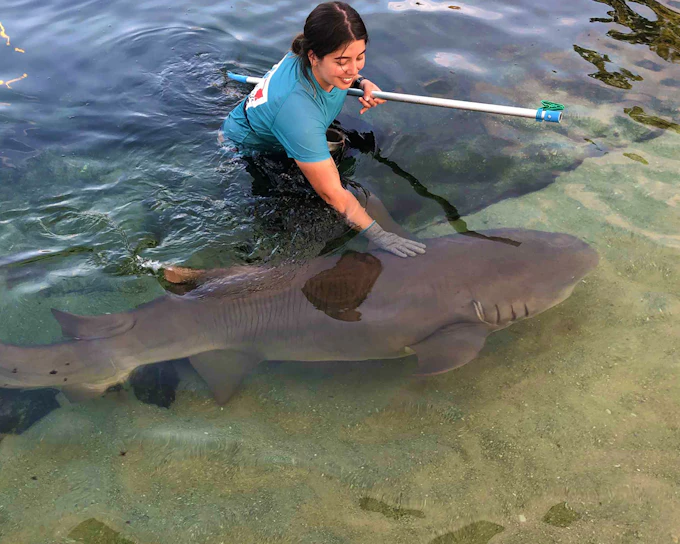 Irukandji Tawny Nurse Shark Encounter Tickets