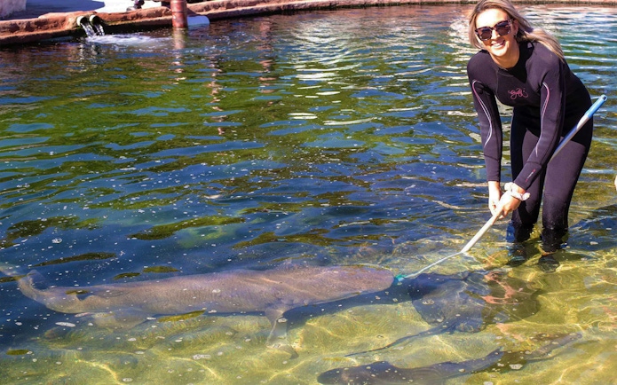 Person interacting with a tawny nurse shark in shallow water during Irukandji encounter.