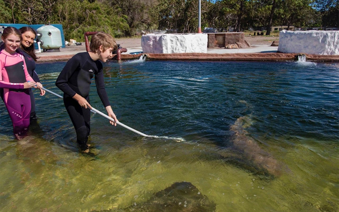 Children in wetsuits interacting with a tawny nurse shark at Irukandji Shark Encounter.