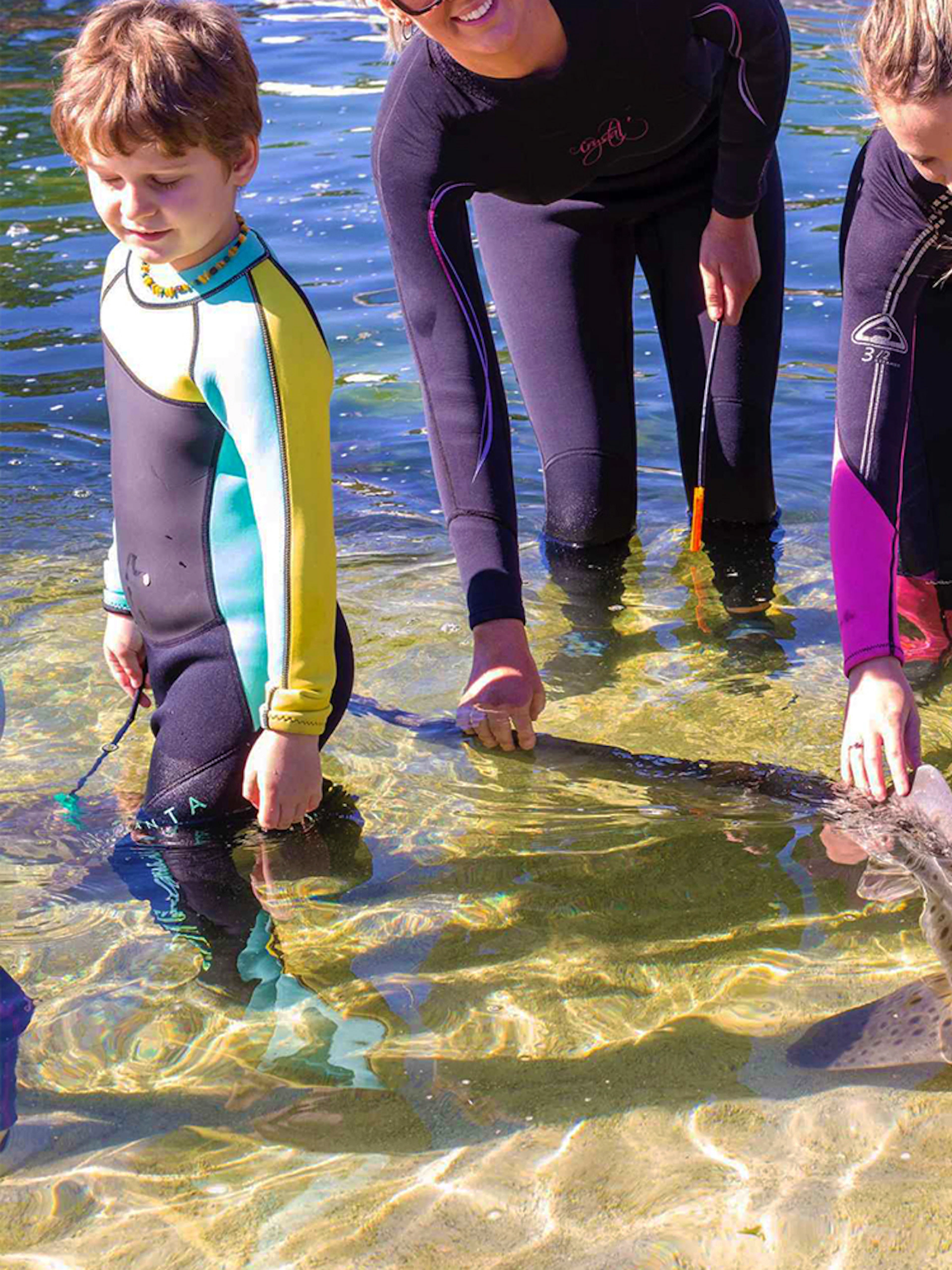 People interacting with a zebra shark in shallow water during an encounter experience.