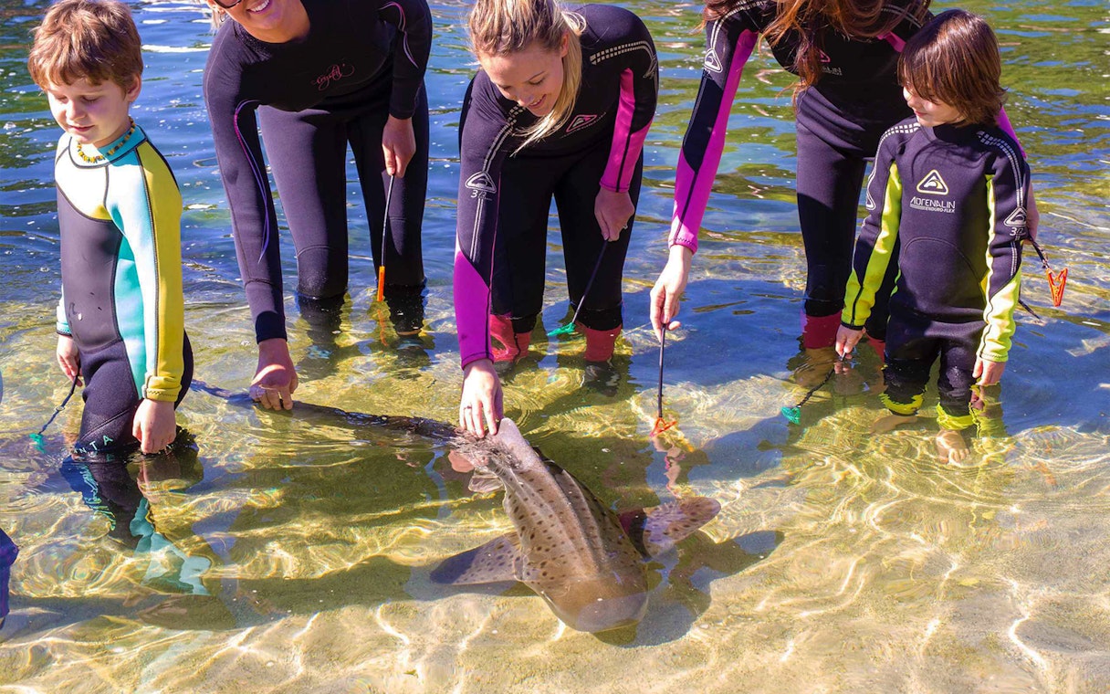 People interacting with a zebra shark in shallow water during an encounter experience.
