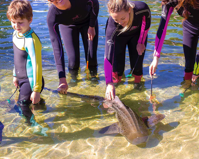 Tickets to Irukandji Shark & Ray Encounters with Zebra Shark Feeding Experience