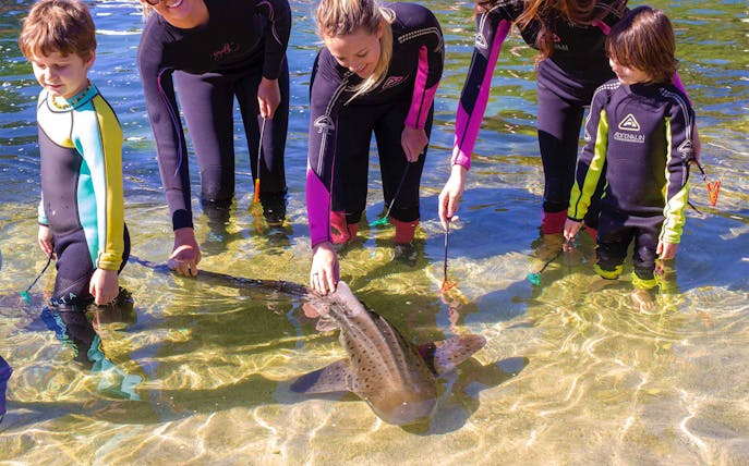 People interacting with a zebra shark in shallow water during an encounter experience.