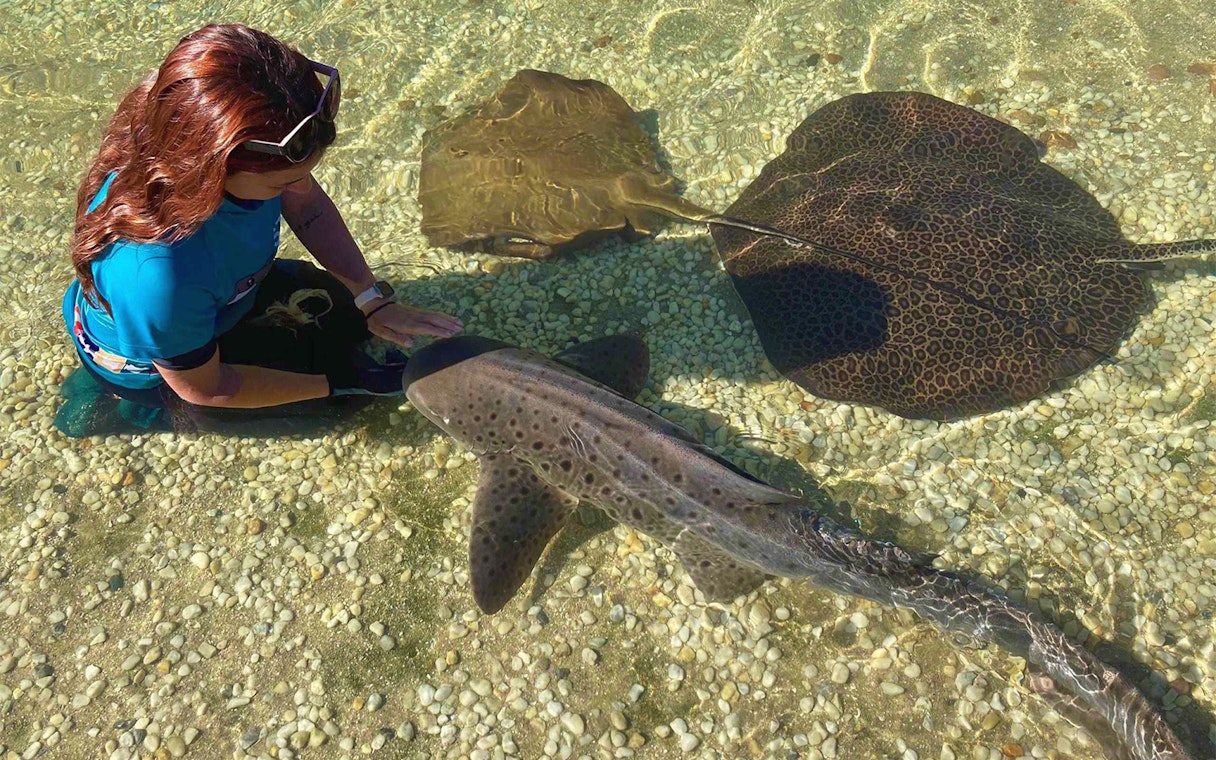 Person interacting with a zebra shark and stingrays in shallow water.