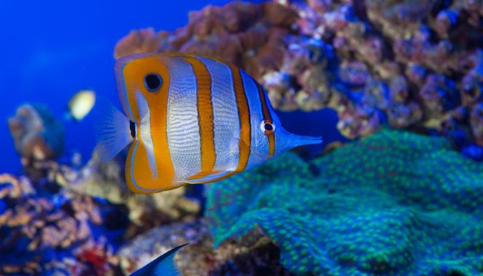 genoa aquarium tickets