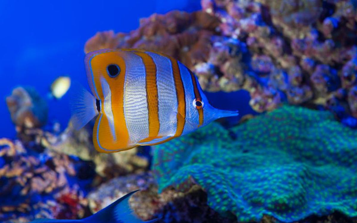ticket voor het aquarium + lunch-3 ticket voor het aquarium + lunch-3