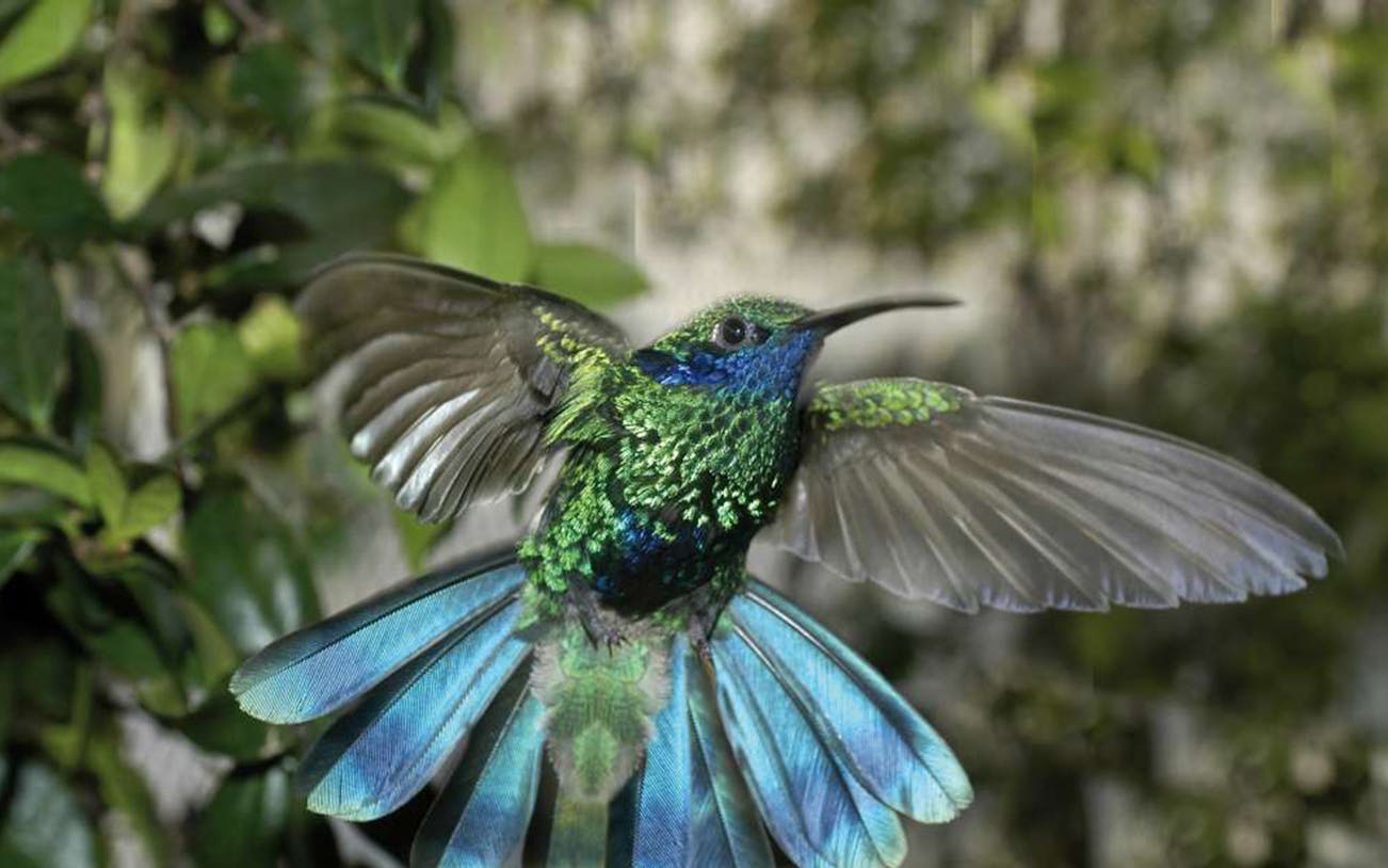Hummingbird in flight at Biosfera, surrounded by lush greenery.