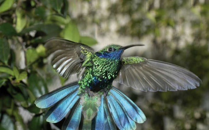 Hummingbird in flight at Biosfera, surrounded by lush greenery.