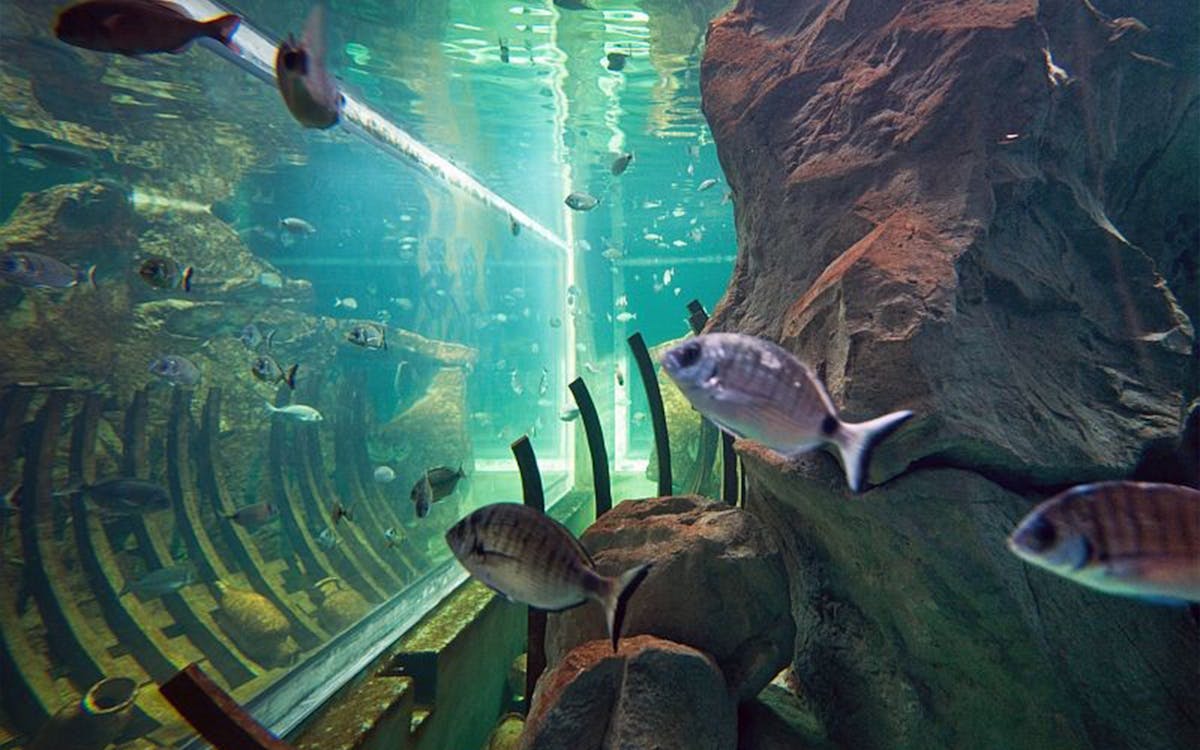 acquario di livorno: biglietti e tour - un mare di scoperte-2 acquario di livorno: biglietti e tour - un mare di scoperte-2