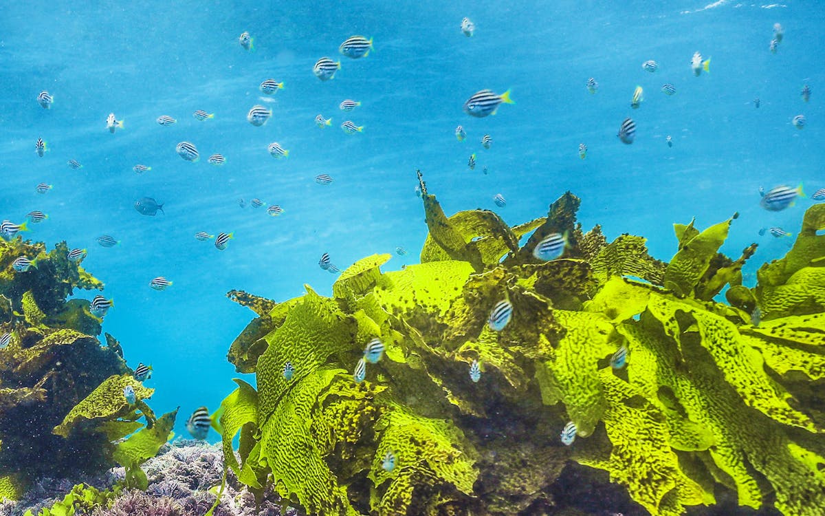 broughton island cruise: swim & snorkel-3 broughton island cruise: swim & snorkel-3