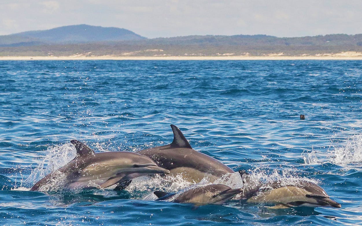 Dolphins swimming near Broughton Island during a cruise tour.