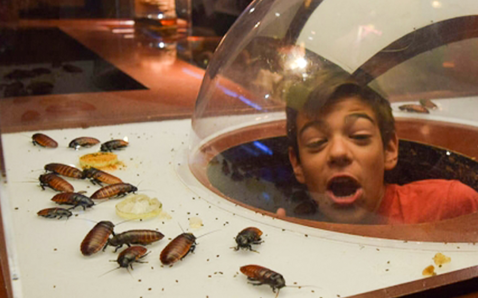 Child observing cockroaches through a dome at Ripley's Believe It or Not! in NYC.
