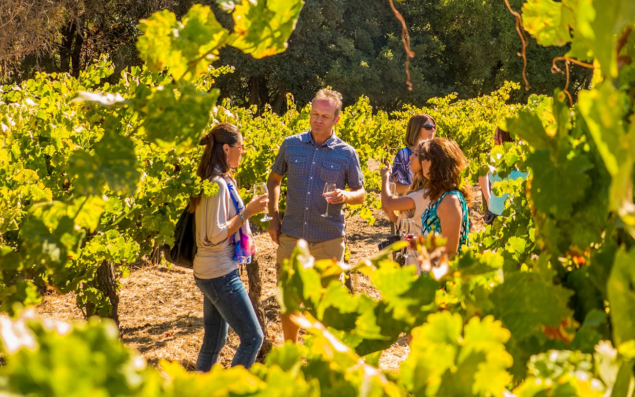 Group enjoying wine tasting in Sonoma Valley vineyard.