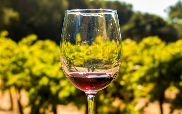 Wine glass with red wine in Sonoma Valley vineyard.