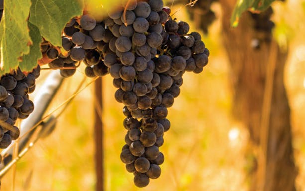 Grapes hanging on a vine in Sonoma Valley vineyard.