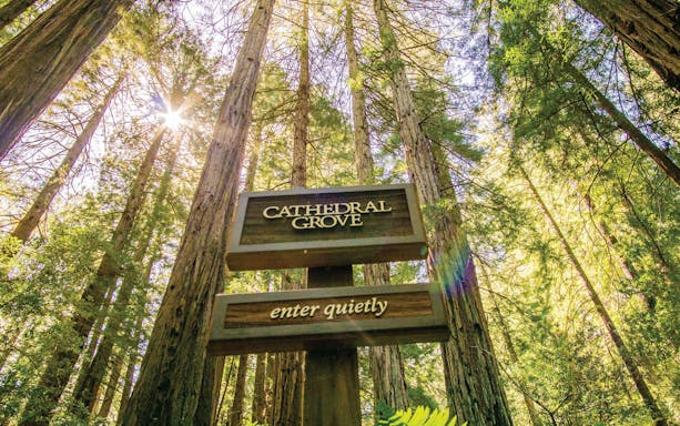 Cathedral Grove sign among tall redwoods in Muir Woods, California.