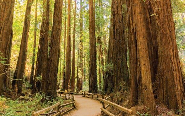 Pathway through towering redwoods in Muir Woods, California.