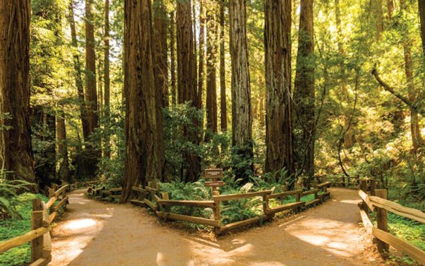 Muir Woods trail with towering redwoods and wooden fences, Half Day Tour to Muir Woods & Sausalito.