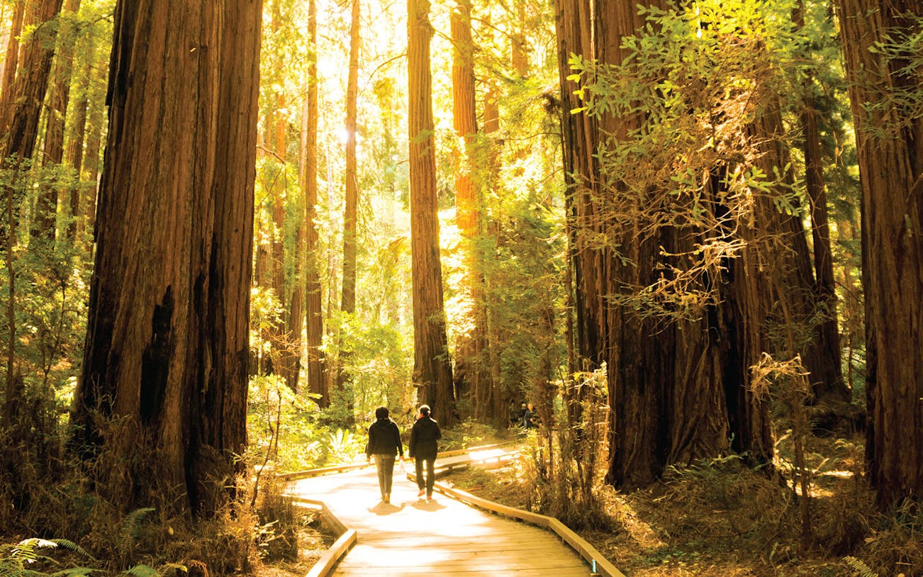 Visitors walking through towering redwoods in Muir Woods, California.