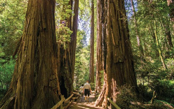 Visitors walking among towering redwoods in Muir Woods, California.