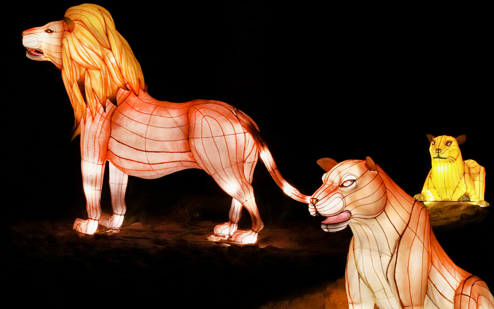 Lion lanterns at Dubai Garden Glow exhibit.