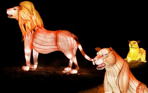 Lion lanterns at Dubai Garden Glow exhibit.