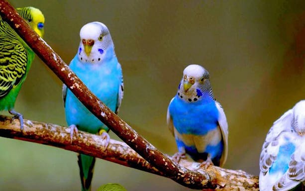 Colorful parakeets perched on a branch at Al Ain Zoo.