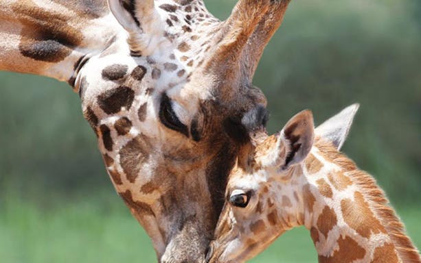 Giraffe nuzzling calf at Al Ain Zoo.