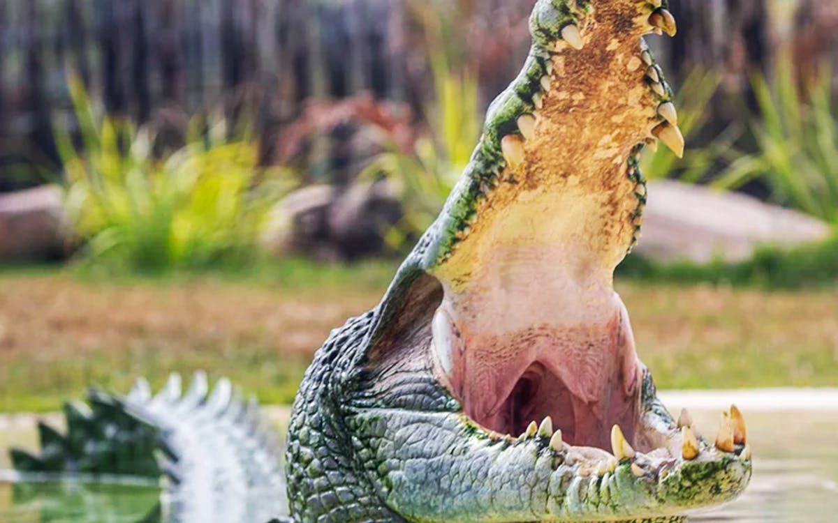 sydney zoo entry tickets-3 sydney zoo entry tickets-3