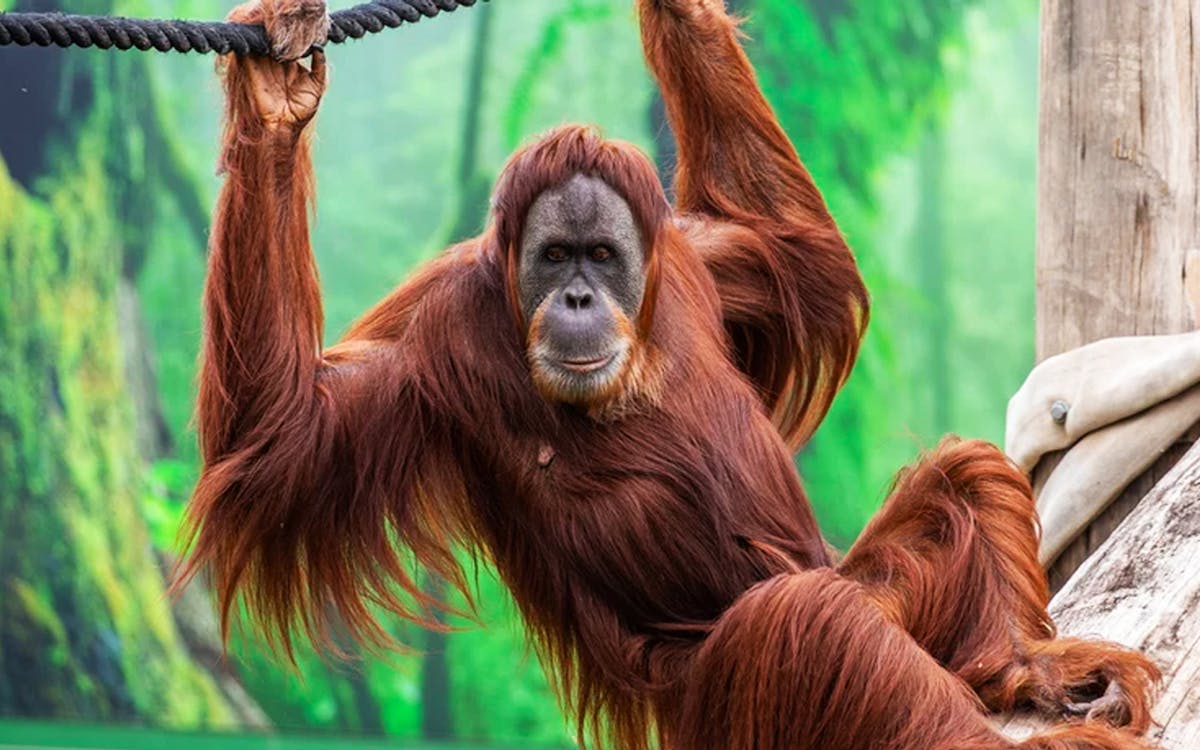 sydney zoo entry tickets-4 sydney zoo entry tickets-4
