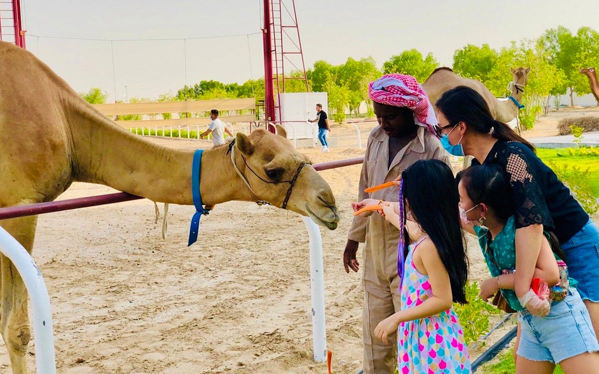 dubai royal camel race tickets-9 dubai royal camel race tickets-9