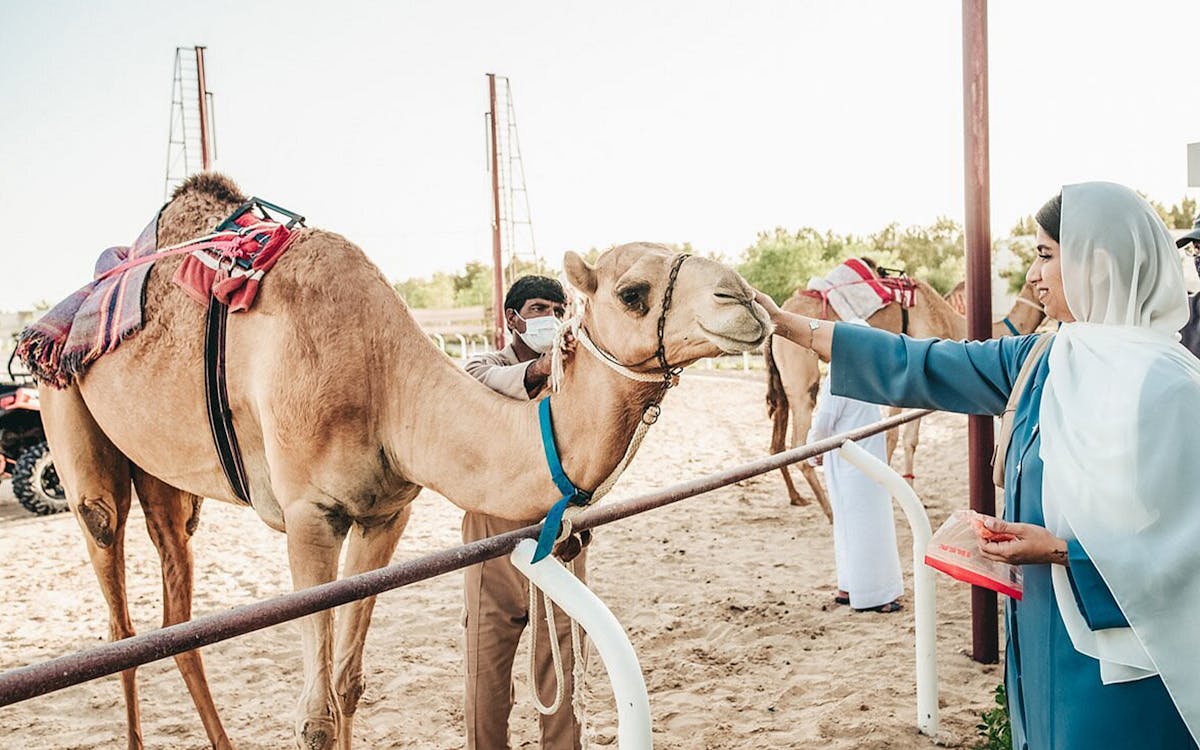 dubai royal camel race tickets-11 dubai royal camel race tickets-11