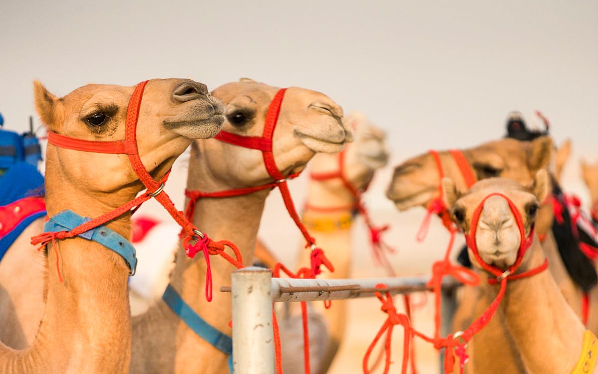 dubai royal camel race tickets-8 dubai royal camel race tickets-8