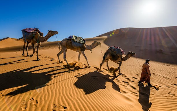 Camels led by a guide across sand dunes in Fuerteventura during Oasis Wildlife Camel Experience.