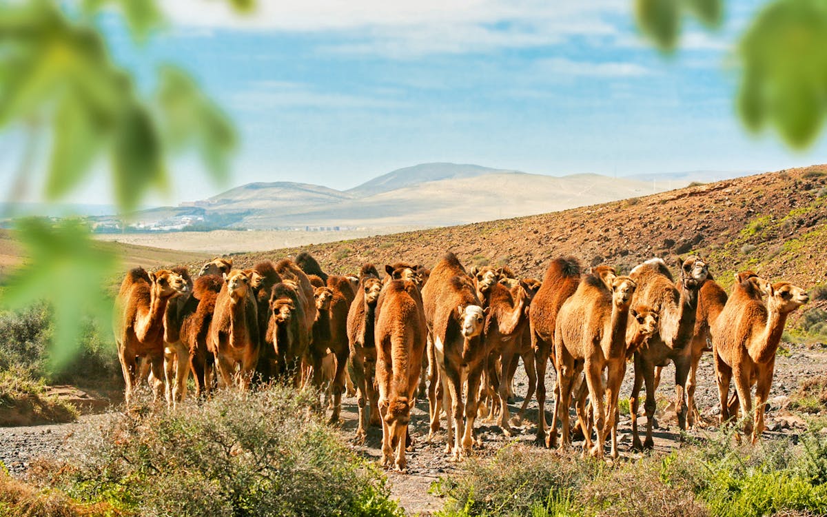 fuerteventura: oasis wildlife camel experience-7 fuerteventura: oasis wildlife camel experience-7