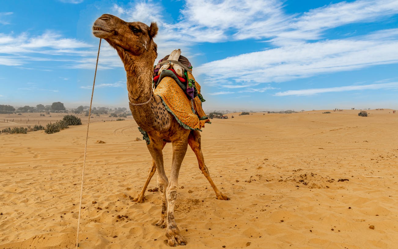Camel in desert landscape during Fuerteventura Oasis Wildlife tour.