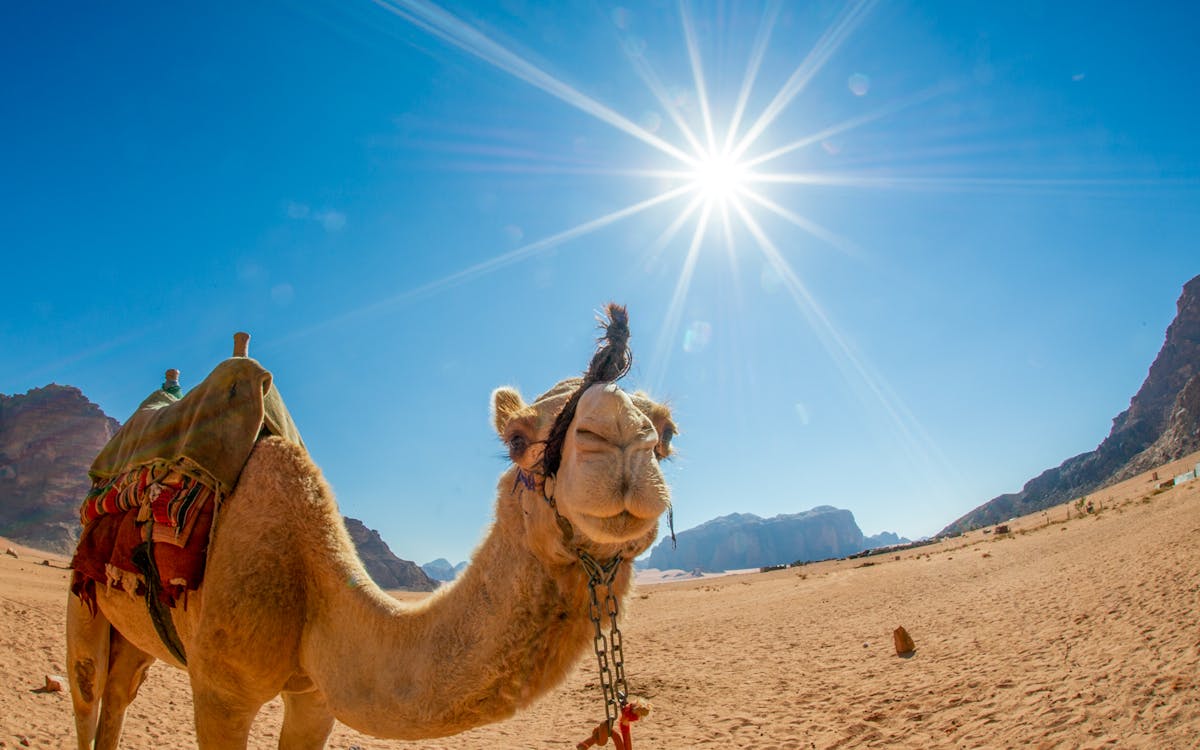 fuerteventura: oasis wildlife camel experience-6 fuerteventura: oasis wildlife camel experience-6