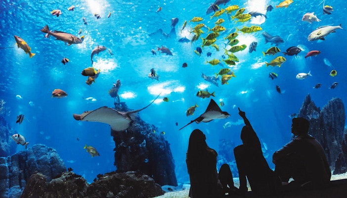 Lisbon Oceanarium's Animals