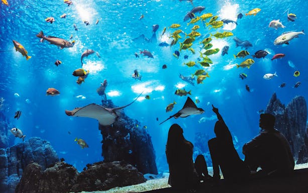 Visitors observing marine life at Lisbon Oceanarium during a walking tour.
