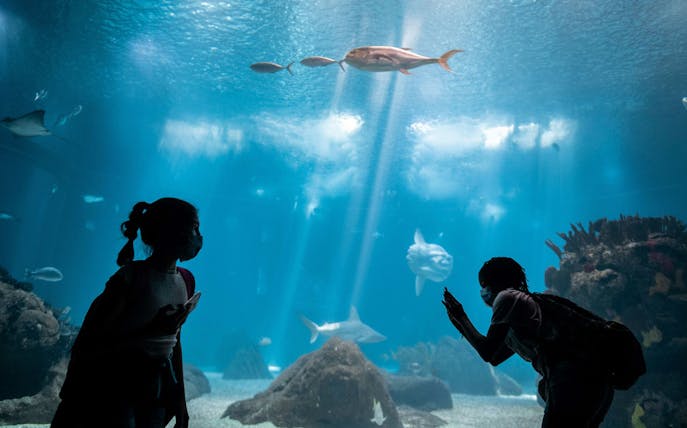 Visitors observing marine life at Lisbon Oceanarium during a walking tour.