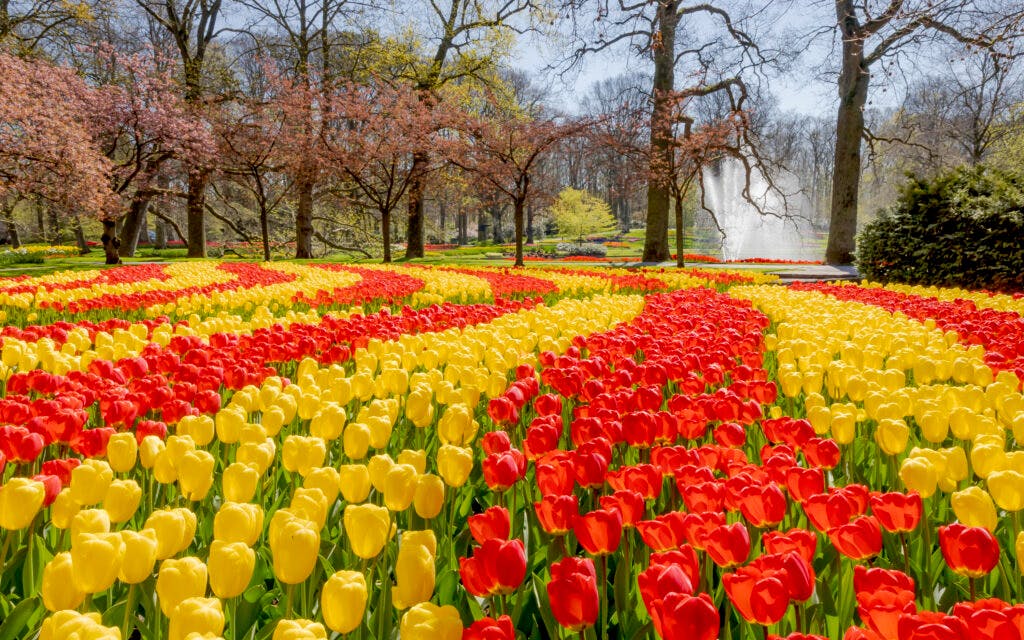 fast-track keukenhof tickets with flexible transfers from amsterdam-2 fast-track keukenhof tickets with flexible transfers from amsterdam-2