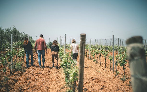 Guests enjoying a Sunday lunch at an organic farm near Rome, surrounded by lush greenery and rustic charm.