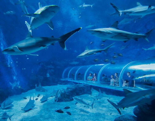 School of Fish - S.E.A Aquarium