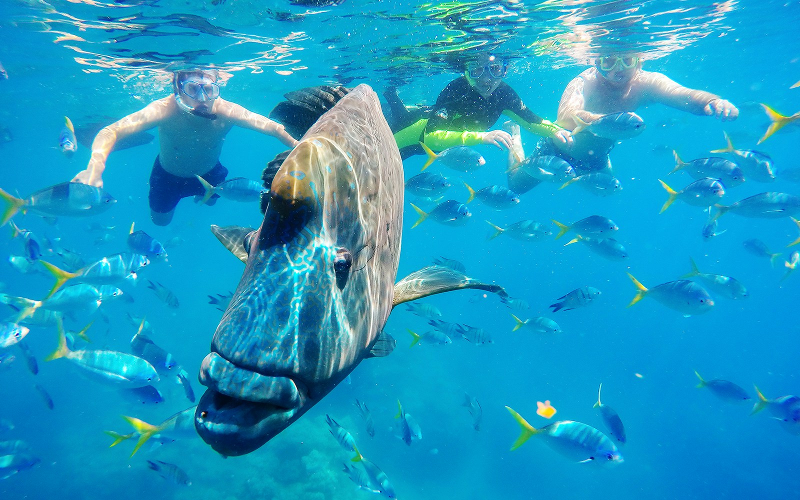 Snorkelers swimming with fish in the Whitsundays during Fly + Raft Package tour.