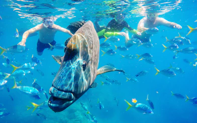 Snorkelers swimming with fish in the Whitsundays during Fly + Raft Package tour.