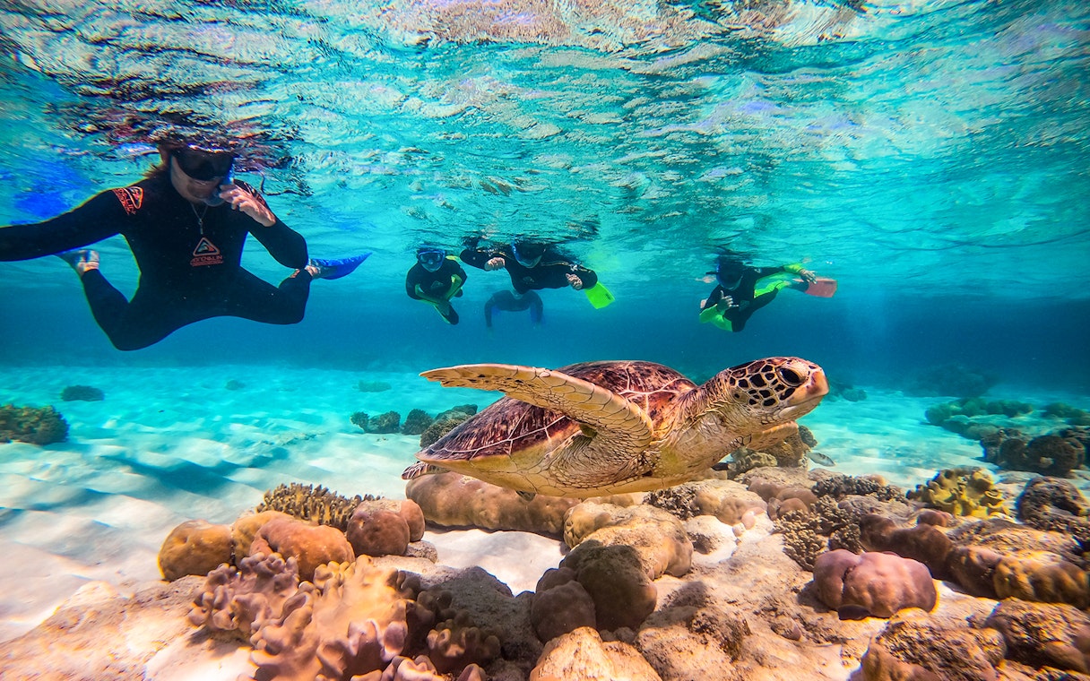 Snorkelers swimming with a sea turtle during an Ocean Safari Tour.